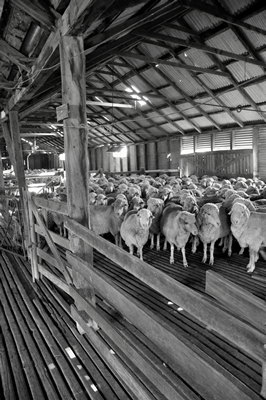 Steam Plains Shearing 022403  © Claire Parks Photography 